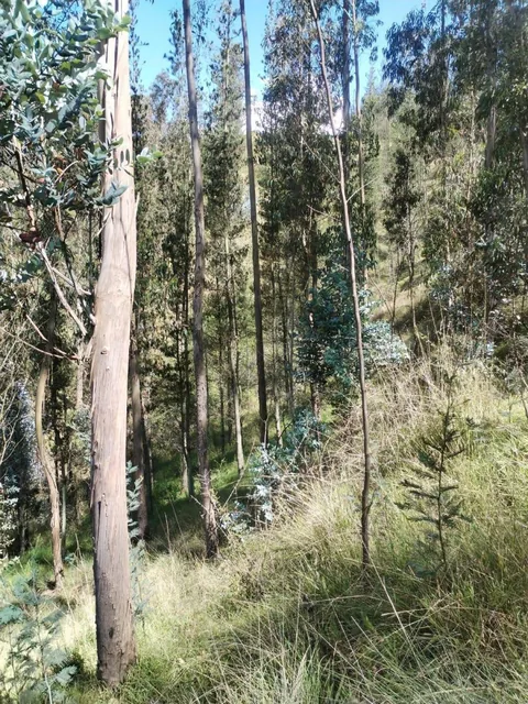 Vendo Terreno Comunal en Tumbaco - Sector El Cangahual — imagen 4