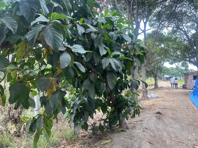 Vendo Hermosa Finca por Km. 17 Via a Naranjal, Guayas — imagen 5