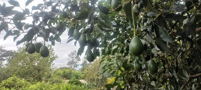 Jal. Terreno Frutal en Guayllabamba, 1.000 m² en Chaquibamba — imagen 5