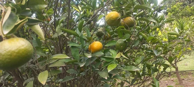 Jal. Terreno Frutal en Guayllabamba, 1.000 m² en Chaquibamba — imagen 4
