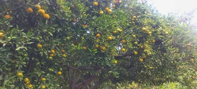 Jal. Terreno Frutal en Guayllabamba, 1.000 m² en Chaquibamba — imagen 2