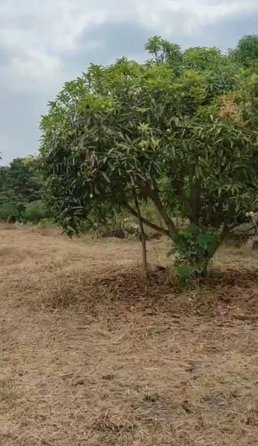 Vendo Propiedad en Pedro Carbo, Sector Sabanilla, Ideal Para Tu Finca de Descanso o Retiro, Guayas — imagen 3