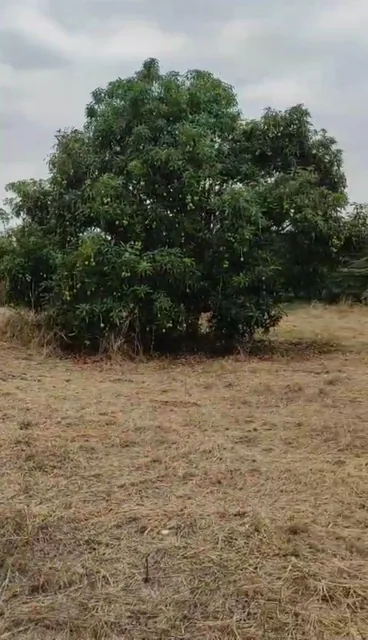 Vendo Propiedad en Pedro Carbo, Sector Sabanilla, Ideal Para Tu Finca de Descanso o Retiro, Guayas — imagen 2