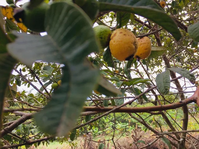 Jal. Venta Quinta Guayllabamba Descanso y Proyecto Agrícola — imagen 2