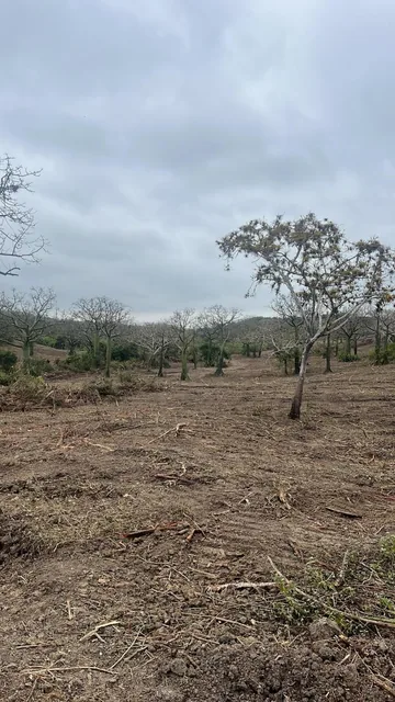 Vendo Terreno de 25.000 m² en Los Bajos del Pechiche Los Cardones, Manabí — imagen 5