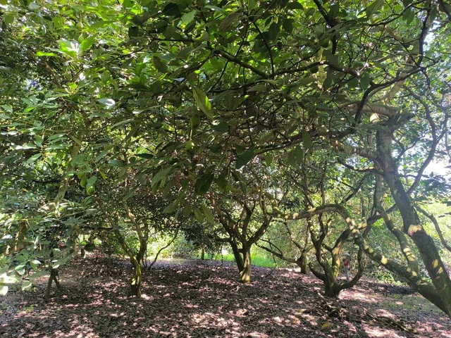 Guayllabamba, Ideal Inversión Agrícola Terreno en Producción de 1000 m² — imagen 4