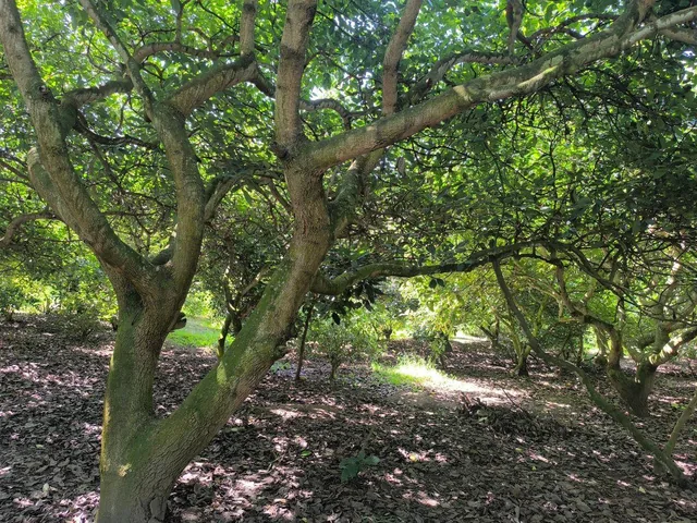 Guayllabamba, Ideal Inversión Agrícola Terreno en Producción de 1000 m² — imagen 3