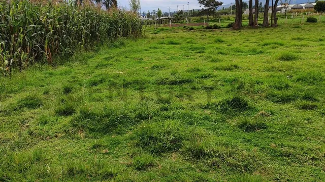 Dos Lotes de Terreno en Venta Parroquia Ascazubi - Cayambe — imagen 4