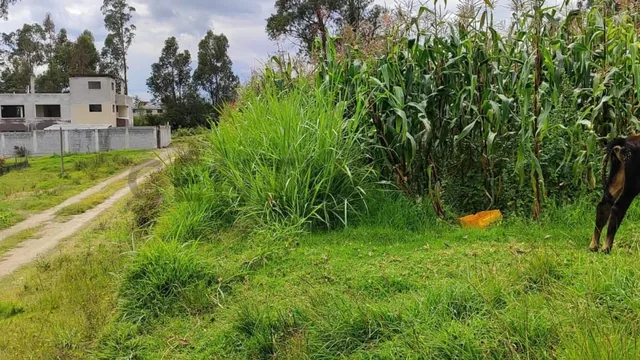 Dos Lotes de Terreno en Venta Parroquia Ascazubi - Cayambe — imagen 2
