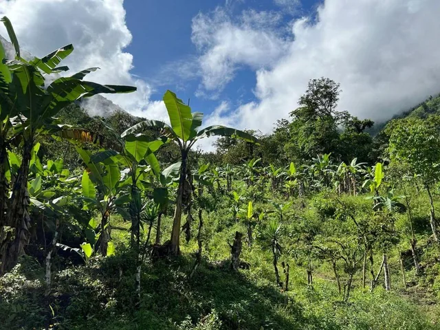 Venta de Finca en Chilla, El Oro — imagen 3