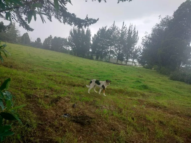 Terreno en Venta, Aloag, El Corazón Vía Aloasí — imagen 2