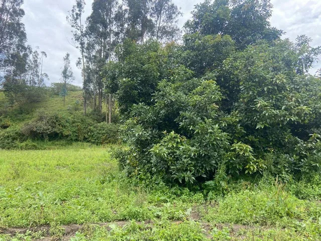 Vendo 10.902 m de Terreno Plano! en Puembo — imagen 5