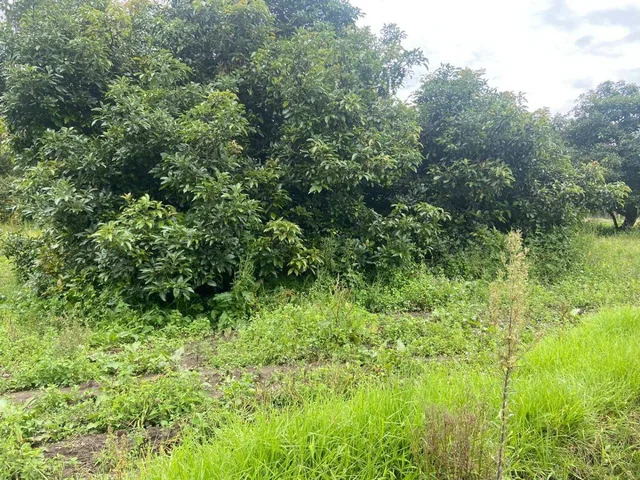 Vendo 10.902 m de Terreno Plano! en Puembo — imagen 3