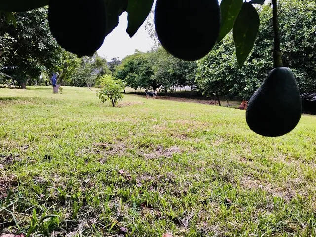 Jal. Venta de Terreno Guayllabamba 5.000 m², Abundante Agua y Árboles Frutales — imagen 2