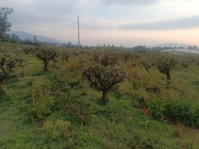 Vendo Excelente Terreno de 9700 m en Checa, con Todos Los Servicios — imagen 3