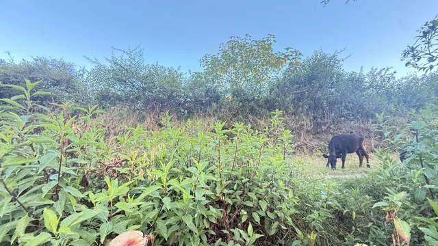 De Oportunidad Vendo Terreno en Urcuquí, Vía Asfaltada! Plusvalía, Imbabura — imagen 5