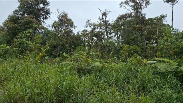 Terreno en Venta12.8 Ha, El Cielito, Canton Mira, Provincia del Carchi, Carchi — imagen 3