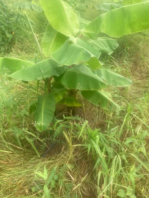 Vendo Terreno de 6.76 Ha Vía Rocafuerte - Manta, Manabí — imagen 4