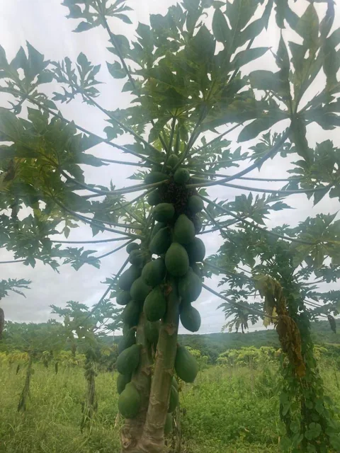 Vendo Terreno de 6.76 Ha Vía Rocafuerte - Manta, Manabí — imagen 2