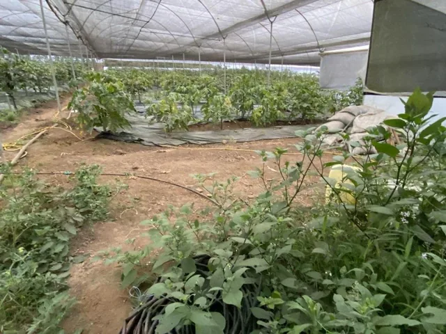 Terreno Agrícola con Casa San Vicente (Prov. Bolívar) — imagen 5