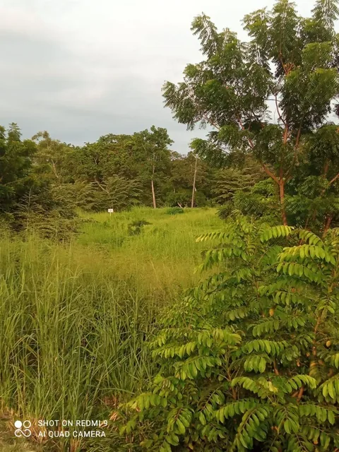 Venta Terrno de 4.600 m² en La Via El Pan Yaguachi, Guayas — imagen 2