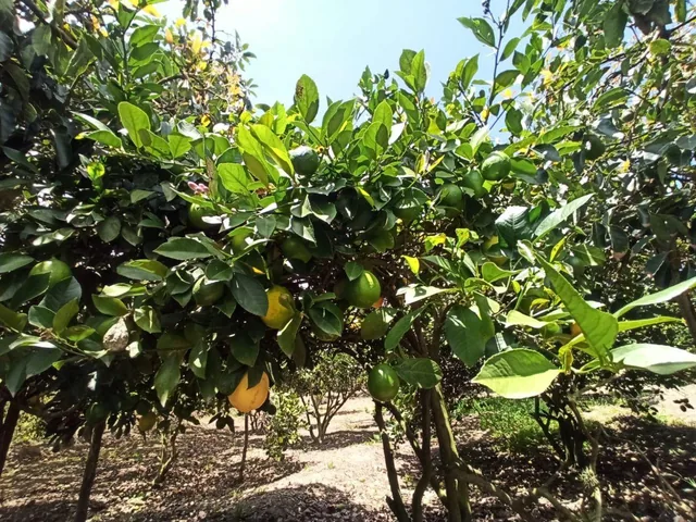 Terreno en Venta en Guayllamba — imagen 5