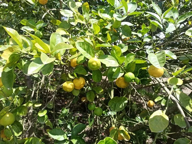 Terreno en Venta en Guayllamba — imagen 2