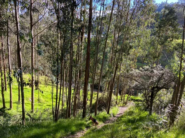 Terreno con Casa, en Chiquintad. 14 Mil m, Azuay — imagen 5