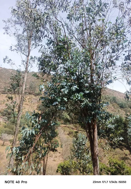 Arriendo Bosque de Eucaliptos en Tumbaco Sector Tola Chica — imagen 4