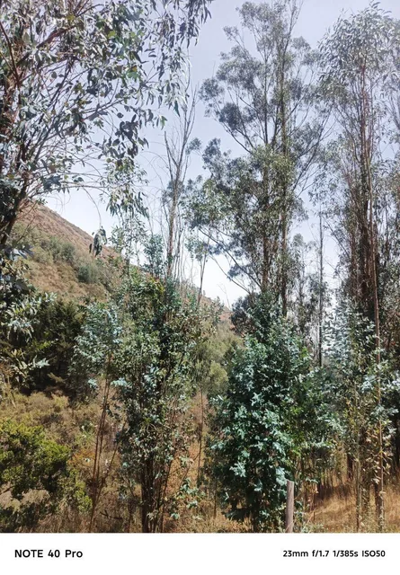Arriendo Bosque de Eucaliptos en Tumbaco Sector Tola Chica — imagen 3