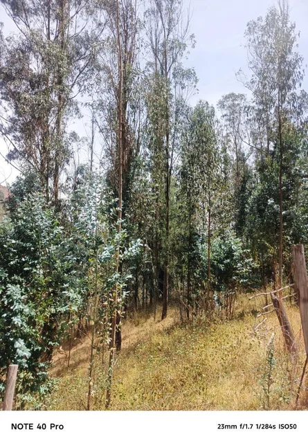 Arriendo Bosque de Eucaliptos en Tumbaco Sector Tola Chica — imagen 2