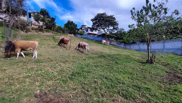 Venta Terreno Tumbaco 1090 m² Comuna Leopoldo Chávez — imagen 4