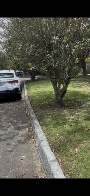 Vendo Hermoso Terreno Cumbaya Frente a un Parque Urb Cerrada Los Eucaliptos — imagen 5