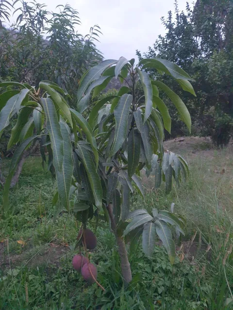 Vendo Terreno 20.000 m² Guayllabamba — imagen 3
