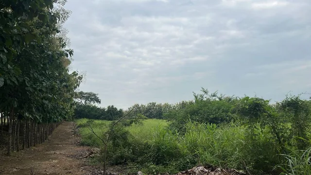 Terreno en Venta 83.800 m² - con Plantación de Teca, Vía a La Costa Km 26 - Pasando El Peaje, Guayas — imagen 5