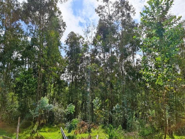 Terreno en Venta | Santa Teresa de Píntag — imagen 4