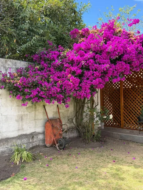 Casa en Venta – La Armenia, Puente 8 — imagen 4
