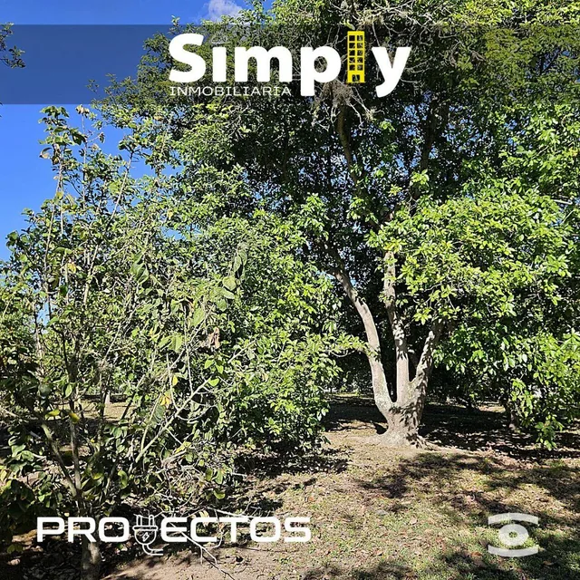 Terreno de 4000 m², Cerramiento, Totalmente Plano, con Agua de Riego, y 100 Plantas de Aguacate — imagen 4