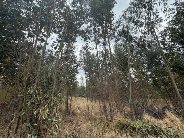 ¡Terreno en Venta en Guachalá – Cayambe! — imagen 5