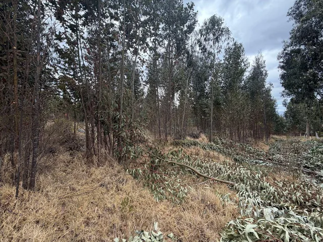 ¡Terreno en Venta en Guachalá – Cayambe! — imagen 4