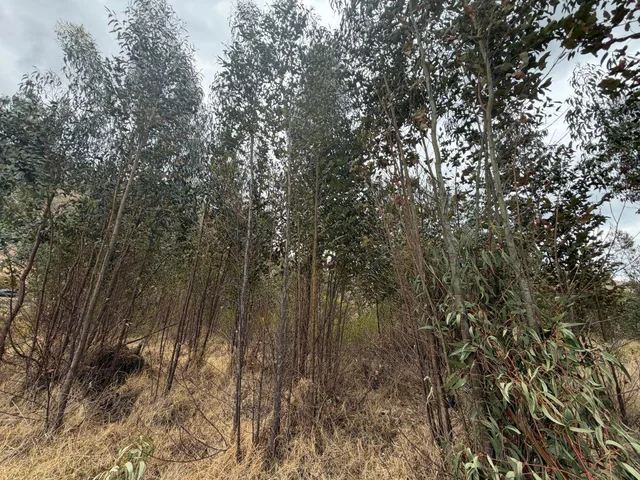 ¡Terreno en Venta en Guachalá – Cayambe! — imagen 3