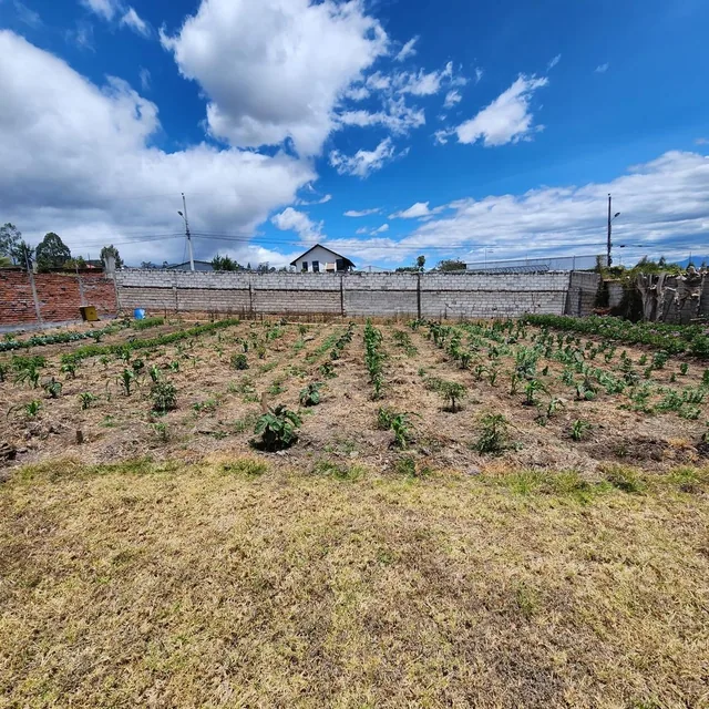 Vendo Terreno con Casa Una Sola Planta en Pifo — imagen 3