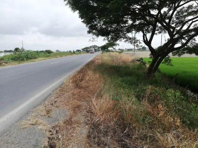 Vendo Terreno 18700 m² en Via a Salitre, Pie de Via, Ideal Proyectos Comerciales o Vivienda, Guayas — imagen 3