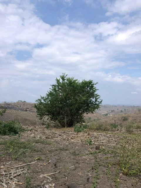 Terreno en Venta – Sector El Zapallo, Portoviejo, Manabí — imagen 4