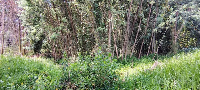 Terreno Premium en Venta en Campo Alegre | 3.197 m² — imagen 5