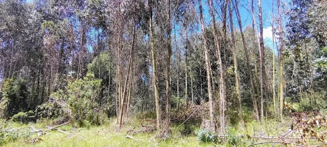 Terreno Premium en Venta en Campo Alegre | 3.197 m² — imagen 2