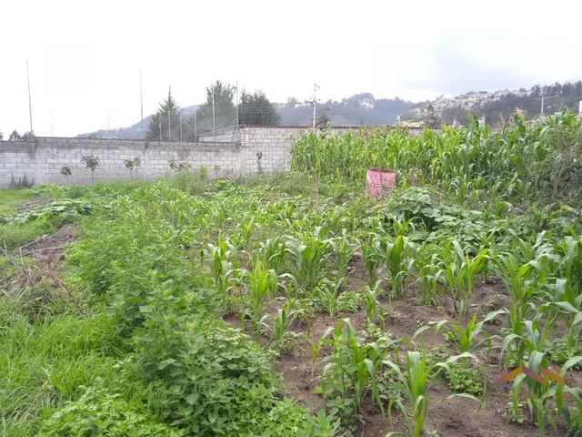 Renta Terreno 1400 m² - Gualo — imagen 5