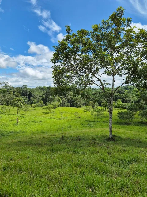 Finca en Venta 10.000 m² - Pedro Vicente Maldonado, a 10 Minutos del Centro, con Salida Al Río. Provincia de Pichincha — imagen 3