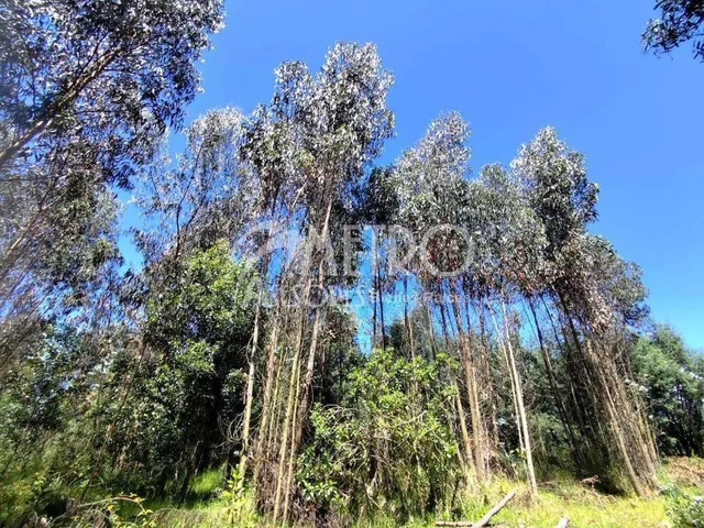Terreno de 2.550 m² en Venta Dentro de La Urbanización Campo Alegre — imagen 4