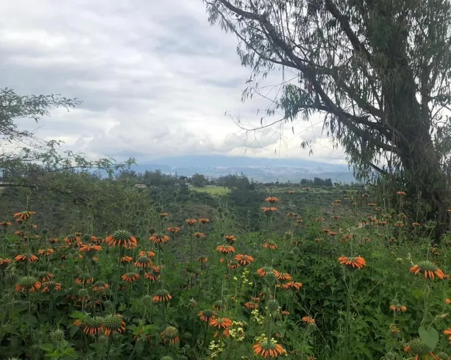 Terreno en Venta 7.080 m² en Checa — imagen 5